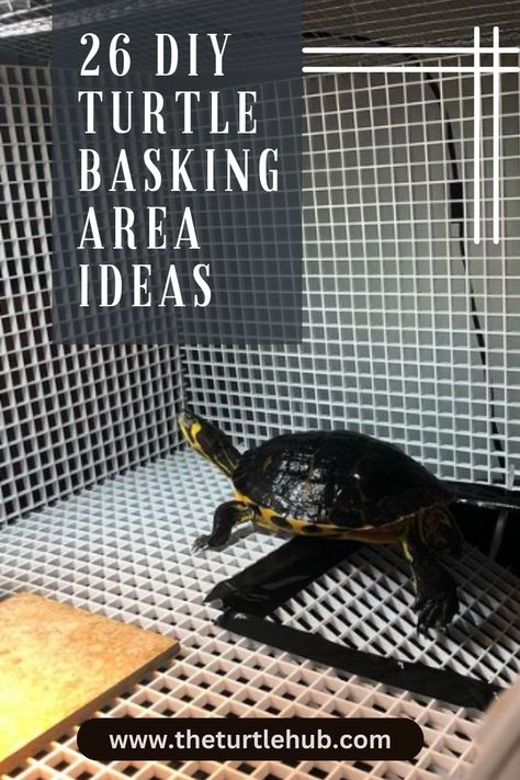 For us turtle lovers, a properly constructed basking area for our scaly friends is of the utmost importance. As we explore the world of do-it-yourself options, we find brilliant ways to make a perfect sunbathing location for your turtles. You’ll Learn to make use of your ingenuity and practicality to build the perfect basking spot for your turtles. Turtle Basking Area, Pet Turtle Care, Red Ear Turtle, Turtle Tank Setup, Diy Turtle, Turtle Enclosure, Musk Turtle, Spotted Turtle, Turtle Dock