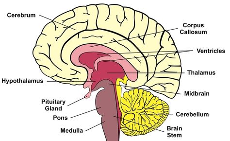 A diagram of a cross-section of the human brain.br / Brain Structure Diagram, Human Brain Parts, Human Brain Diagram, Brain Diagram, Brain Parts, Human Nervous System, Corpus Callosum, Brain Mapping, Brain Structure