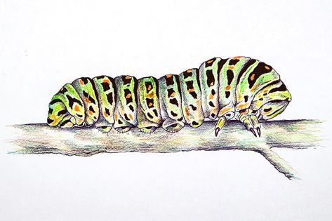 Catipiller Drawing, Cattipillars Drawing, Caterpillars Drawing, Catipillar Drawing Simple, Catipillar Drawing, Catapiller Drawing, Caterpillar Drawings, Caterpillar Sketch, Caterpillar Painting