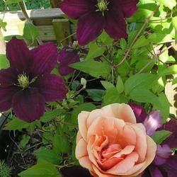 Clematis 'Niobe' and Rosa 'Duquesa de Penaranda' Climbing Rose And Clematis Combinations, Clematis Rose Combination, Clematis Companion Plants, Clematis Niobe, Clematis Miss Bateman, Clematis Montana Rubens, Climbing Flowers, Climbing Roses, Garden Yard Ideas