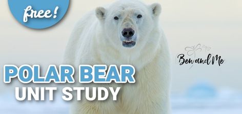 Polar Bear Unit Study with Activities and Theme Resources Arctic Unit Study, Bear Unit Study, Polar Bear Video, Polar Bear Unit, Polar Bears Activities, Polar Bear Facts, Brookfield Zoo, Polar Bear Art, Arctic Landscape