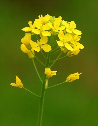 Mustard Flower - Garlic, Yellow, & Black Mustard Flowers Scripture Promises, Mustard Plant, Sowing Seeds, Mustard Flowers, Matthew 17, Matthew 17 20, Bible Promises, Mustard Seeds, 카드 디자인