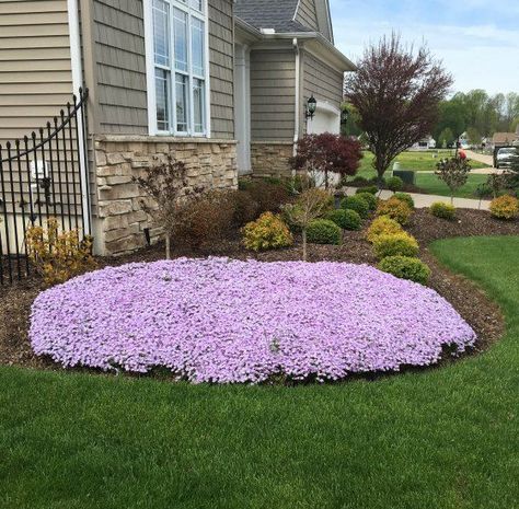 Garden Renovation Ideas, Amazing Landscaping Ideas, Phlox Flowers, Garden Renovation, Creeping Phlox, Ground Covers, Front Landscaping, Ground Cover Plants, Flowers Ideas