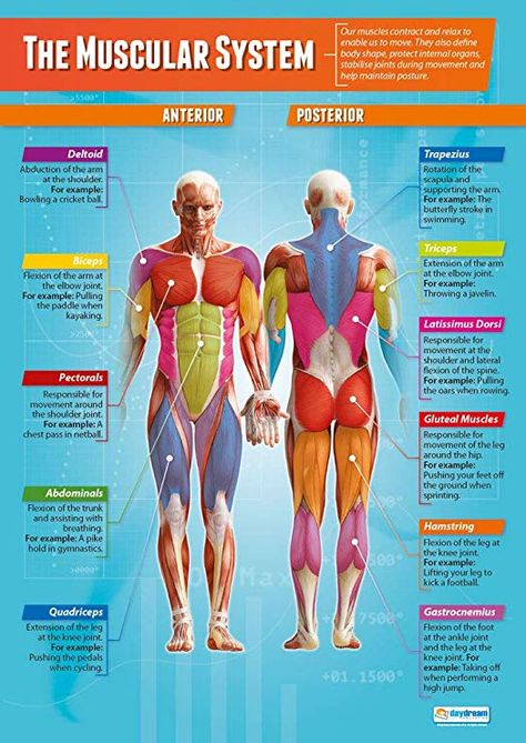 Amazon.com: The Muscular System | PE Posters | Laminated Gloss Paper Measuring 33” x 23.5” | Physical Education Charts for The Classroom | Education Charts by Daydream Education: Health & Personal Care Muscular System Anatomy, The Muscular System, Muscle Diagram, Human Body Anatomy, Muscular System, Muscle Anatomy, Human Body Systems, Human Anatomy And Physiology, Trening Fitness