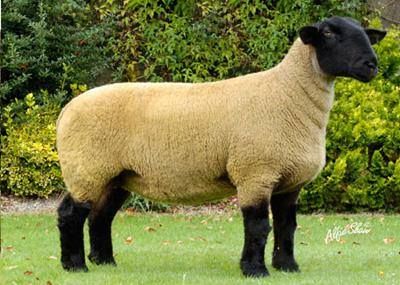 Ryeland Sheep, Milking Parlor, Sheep Pictures, Black Faced Sheep, Suffolk Sheep, Lamb Cake, Dairy Farming, Artificial Insemination, Sheep Paintings