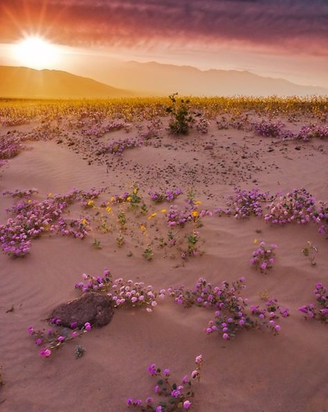 Flowers in the desert Desert Flowers, Biome, Coven, Amazing Nature, Beautiful World, Beautiful Landscapes, Mother Nature, Purple Flowers, Wonders Of The World