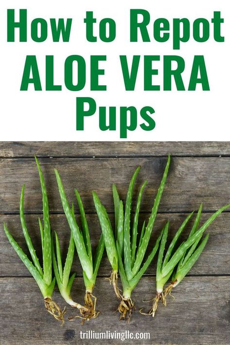 Propagate Aloe, Propagate Aloe Vera, Aloe Plant Care, Aloe Vera Plant Indoor, Growing Aloe Vera, Plants Care, Plant Care Houseplant, Inside Plants, Aloe Plant