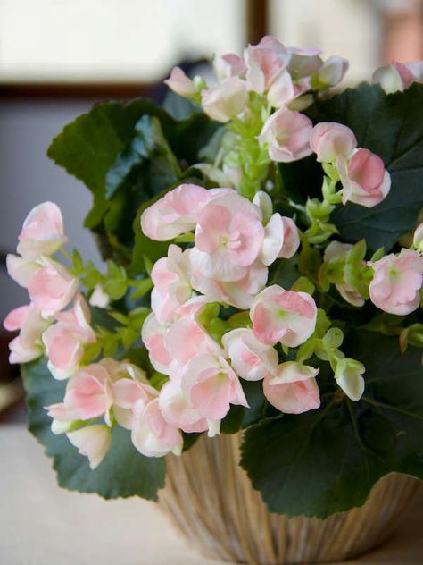 Begonias | 20 Best Flowering Houseplants Plants Patio Ideas, Green Houseplants, Potted Plants Patio, Indoor Flowering Plants, Container Gardening Flowers, Easy Care Plants, Indoor Flowers, Orchid Care, Blooming Plants