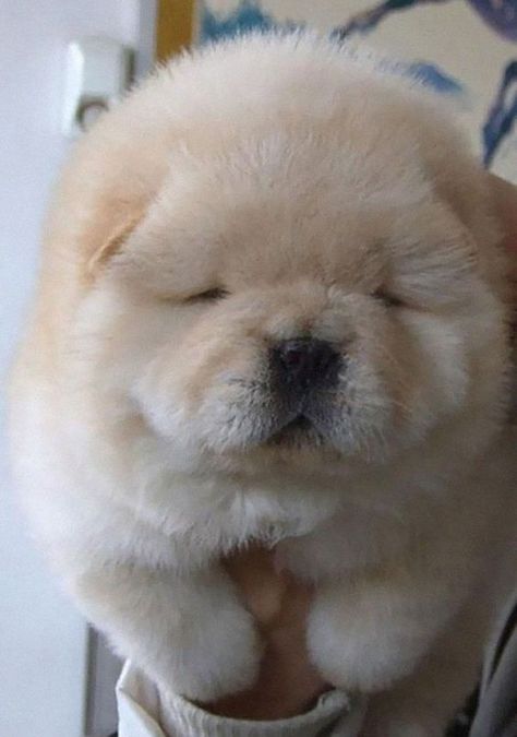 fat puppies 18 (1) Chubby Puppies, Chow Chow Puppy, Nosara, Fluffy Puppies, Tiny Puppies, Puppy Chow, Fluffy Dogs, Fluffy Animals, Sweet Animals