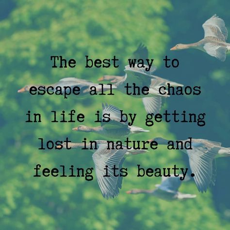 When Nature Calls Quotes, Escape Into Nature Quotes, Natural Captions, Quotes About Beauty In Nature, Quotes About Nature Beauty, Nature Quotes Instagram, Alternative Quotes, Scary Artwork, Love Nature Quotes