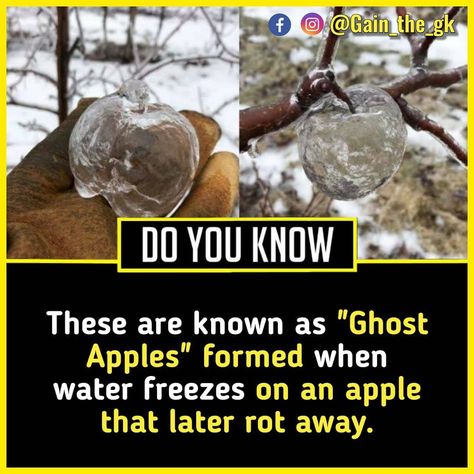 Ghost apples Science Facts Mind Blown, Psychological Facts Interesting, Interesting Facts In Hindi, Fun Facts About Life, Interesting Science Facts, Brain Facts, True Interesting Facts, Cool Science Facts, Interesting Facts About World