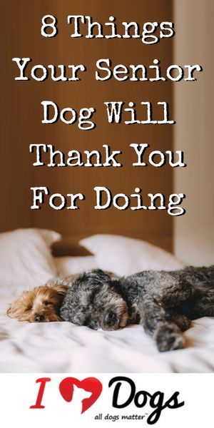 Lou Dog, Senior Dogs Care, Dog Health Tips, Food Dog, Senior Dogs, Dog Info, Dog Care Tips, Golden Years, Pet Hacks