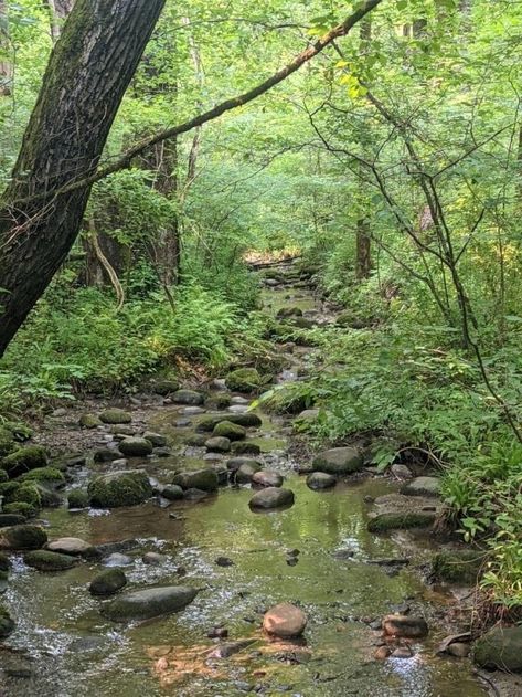 Forest Creek Aesthetic, Creek Aesthetic Nature, Pretty Forest Aesthetic, Earthy Aesthetic Pictures, Earthy Photos, Creek Pics, Stream Aesthetic, Creek Pictures, Creek Aesthetic