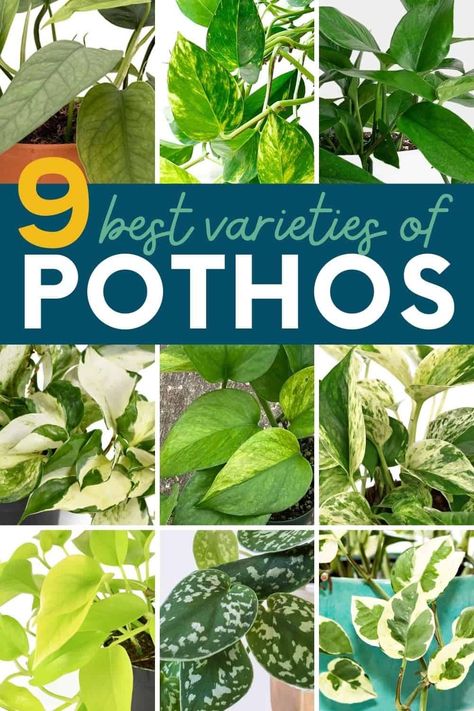 Pothos Varieties, Plants Guide, Indoor Vines, Pothos Plants, Neon Pothos, Purple Queen, Pothos Plant, Purple Hearts, Plant Guide