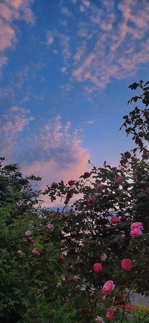 Pink Aesthetic Roses, Sunset Sky Clouds, Wallpaper Sunset, Aesthetic Roses, Summer Wallpaper, Sunset Sky, Sky Clouds, Sky And Clouds, Love Yourself