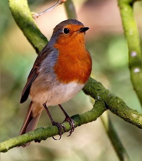 Rockin Robin, European Robin, Robin Redbreast, Bird Identification, Red Robin, Robin Bird, All Birds, Bird Pictures, Bird Photo