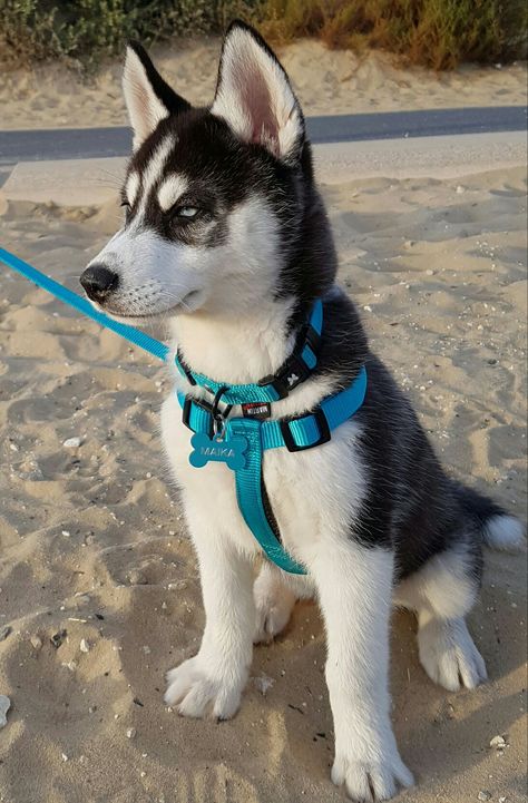 Haski Dog, Cute Husky Puppies, Baby Huskies, Puppies Near Me, Malamute Puppies, Cute Husky, Husky Lover, Siberian Husky Puppies, Husky Puppy