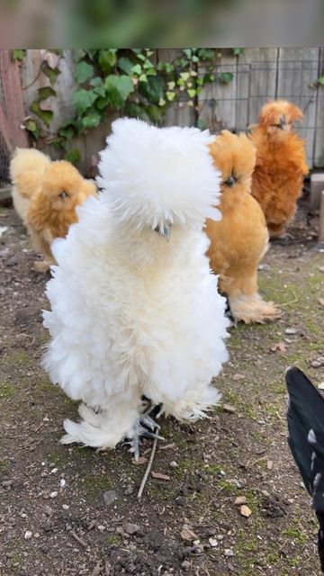 Chickens Breeds, Pet Chickens Breeds, Fluffy Chickens, Chicken Photos, Frizzle Chickens, Small Holding, Chickens For Sale, Fluffy Chicken, Fancy Chickens