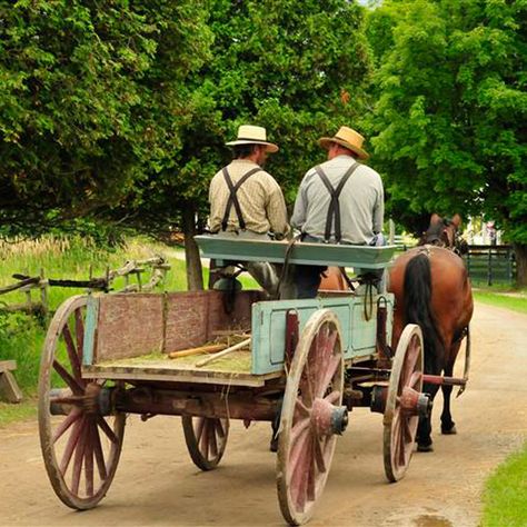 Travel Binder, Horse Cart, Dog Days Of Summer, Canada Photos, Around The World In 80 Days, Horse And Buggy, Draft Horses, Local Area, Art Inspiration Painting