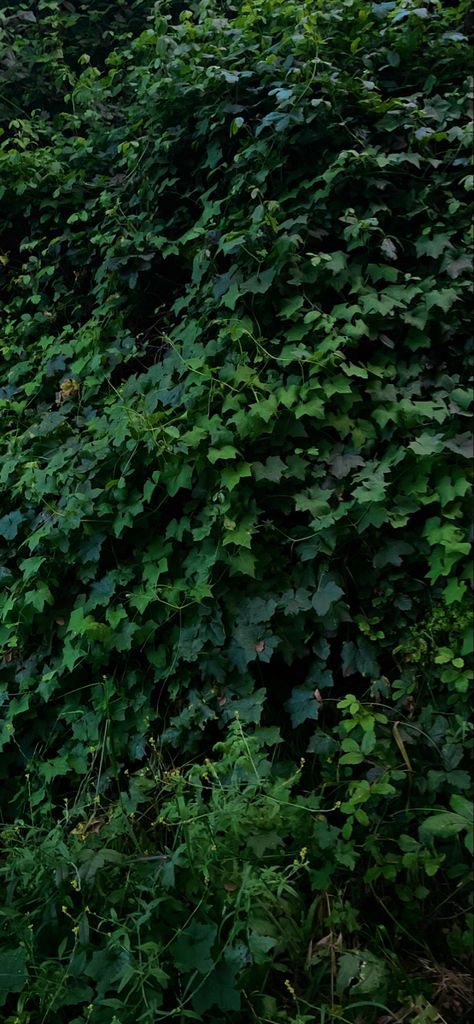 yup- its ivy Dionysus Wallpaper, Ivy Astethic, Green Ivy Aesthetic, Green Ivy Wallpaper, Ivy Background, Vintage Ivy Wallpaper, Ivy Building Aesthetic, Ivy Wallpaper, Green Inspo