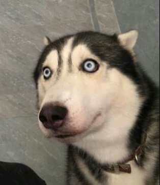 Scary Husky, Funny Husky Pictures, Silly Husky, Husky Meme, Haski Dog, Blue Eyed Dog, Grumpy Dog, Wolf Poses, Cute Husky Puppies