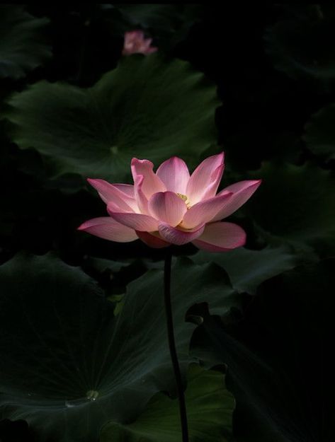 Lotus Aesthetic, Buddhism Wallpaper, Lotus Flower Wallpaper, Lotus Wallpaper, Lotus Flower Pictures, Lotus Flower Art, Lily Lotus, Theme Nature, Artsy Photos