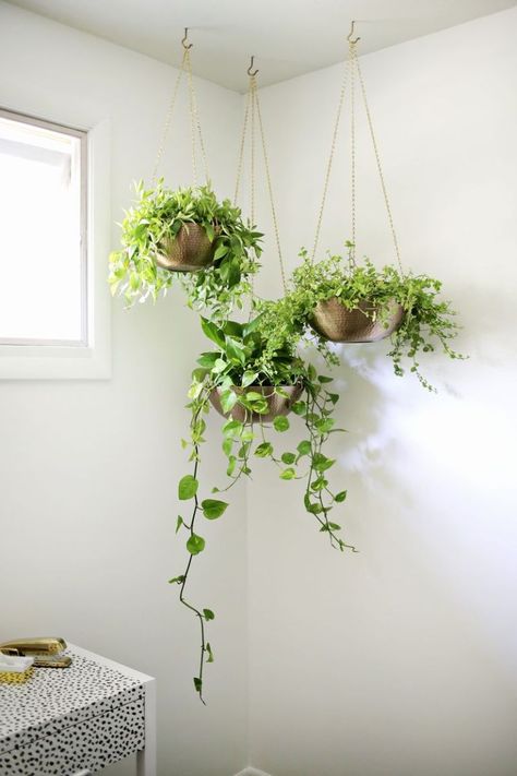 Best Indoor Hanging Plants, Kaktus Dan Sukulen, Plants Hanging, Diy Hanging Planter, Hanging Plants Indoor, Plants For Hanging Baskets, Vertical Gardens, Best Indoor Plants, Bathroom Plants