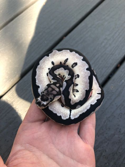 Black Ball Python, Ball Python Aesthetic, Cute Ball Python, Snake Pet, Ball Python Art, Ball Pythons, Ball Pythons Morphs, Clown Ball Python, Ball Python Spider Morph