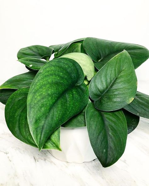 Jade Satin Pothos, Scindapsus Jade Satin, Houseplant Aesthetic, Pothos Varieties, Floral Reference, Statement Plants, Satin Pothos, Plants Wishlist, Dream Plants