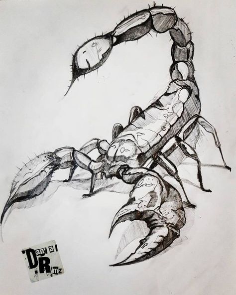 Scorpion Sketch Tattoo, Scorpions Drawing, Scorpion Drawing Sketches, Scorpion Painting, Scorpion Sketch, Scorpion Drawing, Scorpion Art, Nature Art Drawings, Scorpion Tattoo