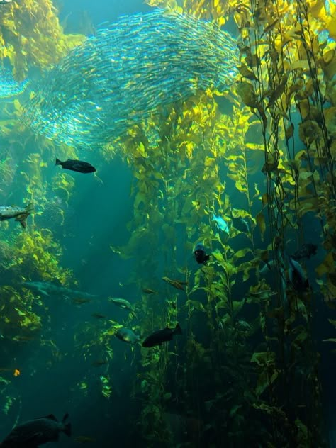 Underwater Photography Pool, 심플한 그림, Kelp Forest, Underwater Scene, Monterey Bay Aquarium, Monterey Bay, Underwater Photography, Underwater World, Nature Aesthetic