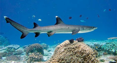 White Tip Reef shark White Tip Reef Shark, Whitetip Shark, Stingray Fish, Fish Types, Shark Tail, Types Of Sharks, Small Shark, Pretty Fish, Shark Bait