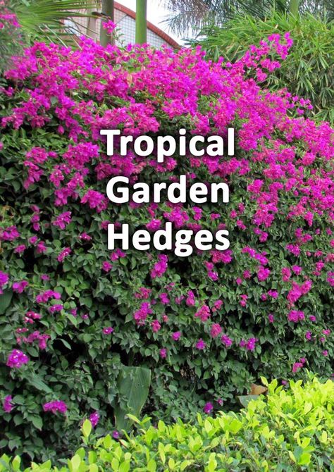 Tropical gardens are well known for their lush green foliage ad bold forms. However, occasionally there is also a need for more conventional, green backdrops and boundaries. Consequently here we have listed 10 of the best hedging species for tropical gardens. Small Jungle Garden Ideas, Tropical Looking Plants, Florida Plants Landscaping, Landscaping Entrance, Hedges Landscaping, Privacy Landscaping Backyard, Flower Hedge, Tropical Garden Plants, Tropical Backyard Landscaping