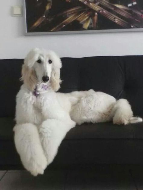 Afghan Hound Puppy, Saluki Dogs, Hypoallergenic Dog Breed, Afghan Hounds, Every Dog Breed, Most Beautiful Dogs, Hound Puppies, Clydesdale Horses, Budweiser Beer