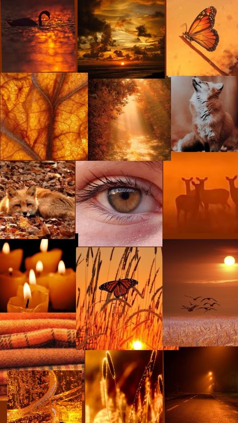 Amber Colour Palette, Amber Eyes Aesthetic Male, Amber Color Aesthetic, Amber Aesthetic Color, Ambre Core, Amber Color Palette, Amber Eyes Color, Amber Aesthetic, Amber Eyes