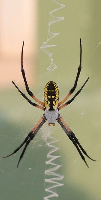 Writing (Banana) spiders live all around our house.  They write words in their webs~ Tattoos Architecture, Garden Critters, Bubbles Art, Arachnids Spiders, Design Quotes Art, Spiders And Snakes, Orb Weaver, Garden Spider, Travel Tattoos