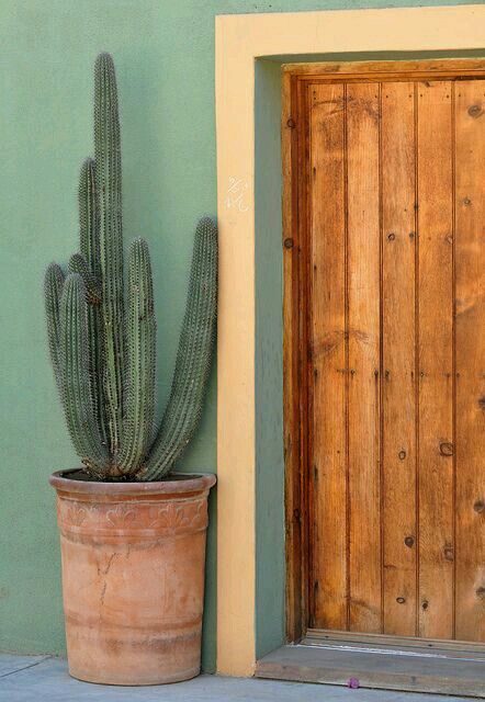 💚 Cactus Indoor, Cactus House, Feng Shui Colors, Garden Cactus, Plant Cactus, Mexico House, Mexican Home, Cactus Decor, Desert Homes