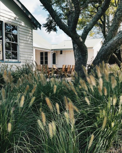 Pennisetum Nafray, Country Property, Fence Plants, Front Fence, French Street, Spirit Level, Farm Garden, Property Design, River Bank