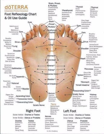 foot reflexology chart 11 screenshot Essential Oil Chart, Terra Essential Oils, Reflexology Foot Chart, Essential Oil Brands, Reflexology Chart, Doterra Essential Oils Recipes, Oil Remedies, Foot Reflexology, Doterra Oils