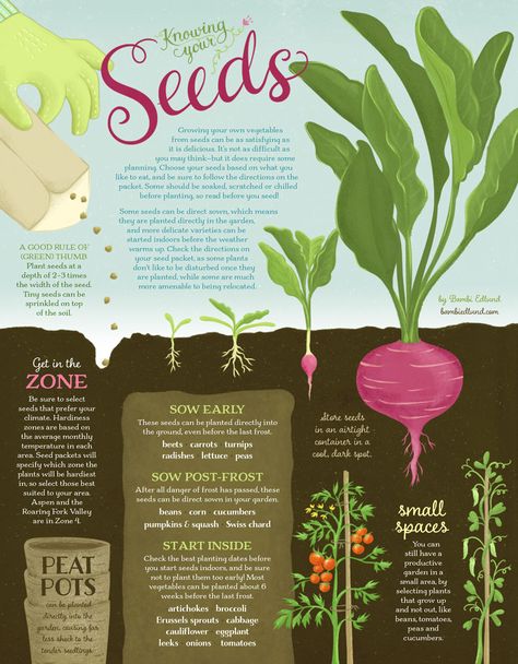 Growing your own vegetables from seeds can be as satisfying as it is delicious. It’s not as difficult as you may think—but it does require some planning. Choose your seeds based on what you like to eat, and be sure to follow the directions on the packet. Gardening Infographic, Food Infographic, Graphic Design Infographic, Infographic Poster, Infographic Illustration, Home Vegetable Garden, Edible Ink, Planting Seeds, Herb Garden