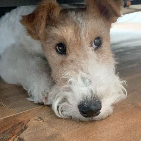 14 Fancy Facts About Fox Terriers Wire Fox Terrier Puppies, Fox Facts, Fox Terrier Puppy, Wire Haired Terrier, Wirehaired Fox Terrier, Smooth Fox Terriers, Lakeland Terrier, Welsh Terrier, Fox Terriers