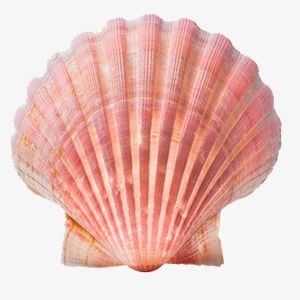 Pictures Of Shells, Sea Shells Reference, Shell Png Aesthetic, Pink Shell Aesthetic, Seashell Png Aesthetic, Seashell Reference Photo, Sea Shell Reference, Beach Aesthetic Shells, Shell Reference Photo