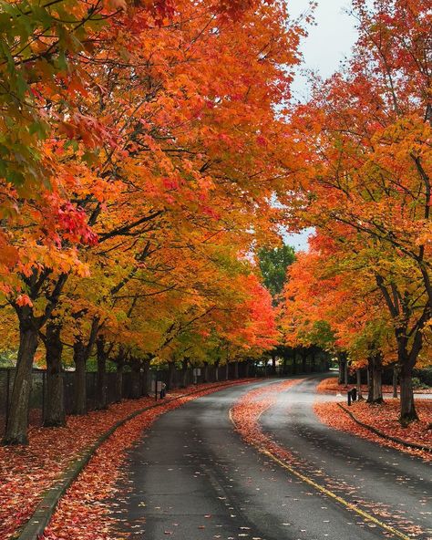 What’s your favorite autumn-color view that you can get to easily? This is mine! Gene Coulon Park in Renton, Washington (greater Seattle area) is my favorite accessible area to see amazing fall colors. It’s this colorful every year, so it definitely attracts a crowd… but if you go in the morning during the week, you can catch some quiet views like this. #autumnvibes #onlyinwashington #onlyinwashingtonstate #visitseattle #rentonwashington #bestofseattle #seattleautumn #pnwvibes #pnwfall ... Seattle Fall, Renton Washington, Visit Seattle, Fall Vibes, Seattle, Fall Colors