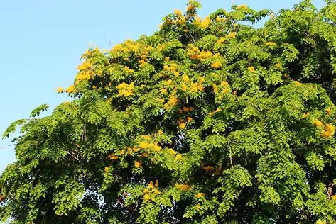 Narra Tree | Philippines National Tree | Bonsais Worldwide Narra Tree Philippines, Narra Tree, Philippines Drawing, Outdoor Bonsai Tree, Chinese Elm Bonsai, Elm Bonsai, Bonsai Forest, Bonsai Tree Care, Bonsai Care