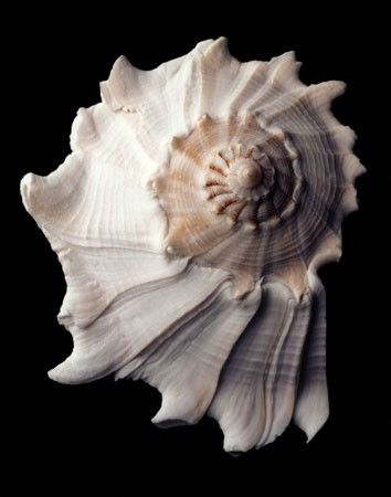 (via Sarah Shull Besozzi (daydreamsonviny) on Pinterest) Spirals In Nature, Art Coquillage, Fibonacci Spiral, Ocean Treasures, Shell Collection, She Sells Seashells, Shell Art, Natural Forms, Ocean Life