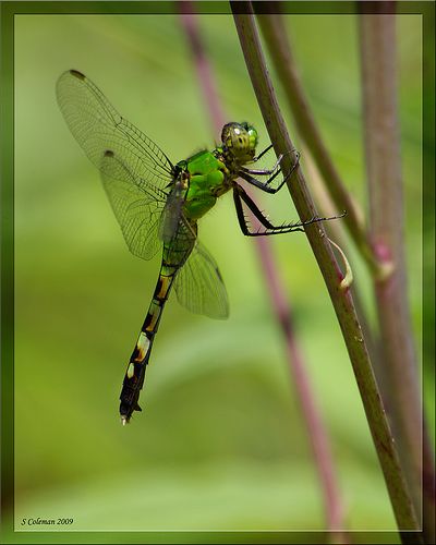 Eastern Pondhawk dragonfly Insect Art, Insects