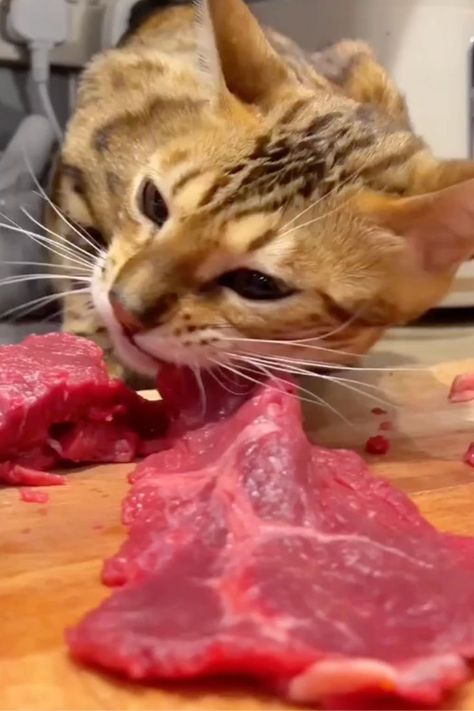 bengal cat raw diet recipes Raw Diet Recipes, Cat Raw Food, Homemade Raw Cat Food, Raw Cat Food Diet, Raw Cat Food, Cat Food Dish, Raw Cat Food Recipes, Homemade Cat Food, Cat Diet