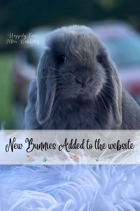 Mini Lop, Holland Lop bunnies Holland Lop Bunnies For Sale, Bunnies For Sale, Mini Lop Bunnies, Lop Bunnies, Bald Face, Holland Lop Bunnies, Mini Lop, Holland Lop, Pet Home