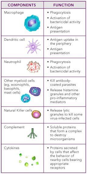 Adaptive Immunity, Medical Laboratory Science, Nursing School Tips, Medical School Studying, Nursing School Notes, Science Notes, Human Anatomy And Physiology, Biology Notes, Medical Studies