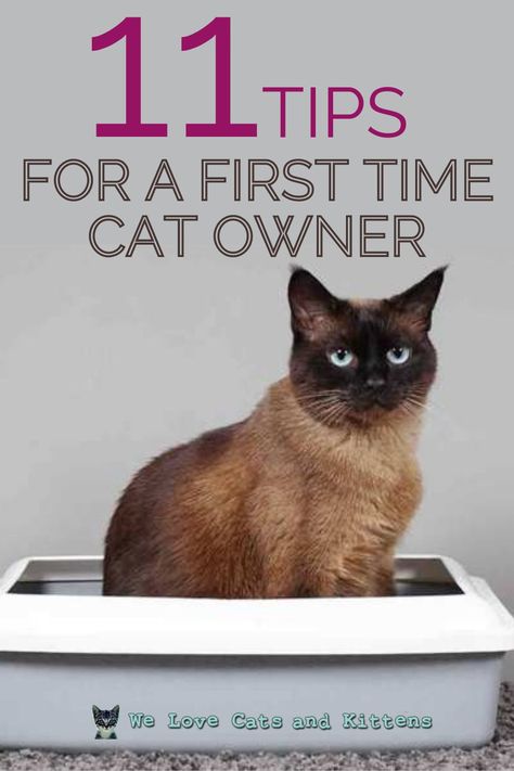 Cats Care Tips, New Cat Essentials, Owning A Cat For The First Time, First Cat Owner Tips, Tips For Cat Owners, New Kitten Essentials, Cat Tips And Tricks, First Time Cat Owner Checklist, First Time Cat Owner Tips